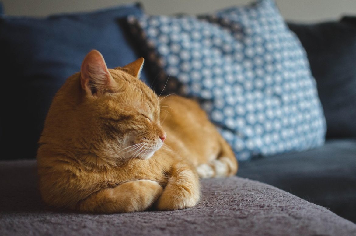 From Chaos to Calm: A New Cat Owner's Daily Routine