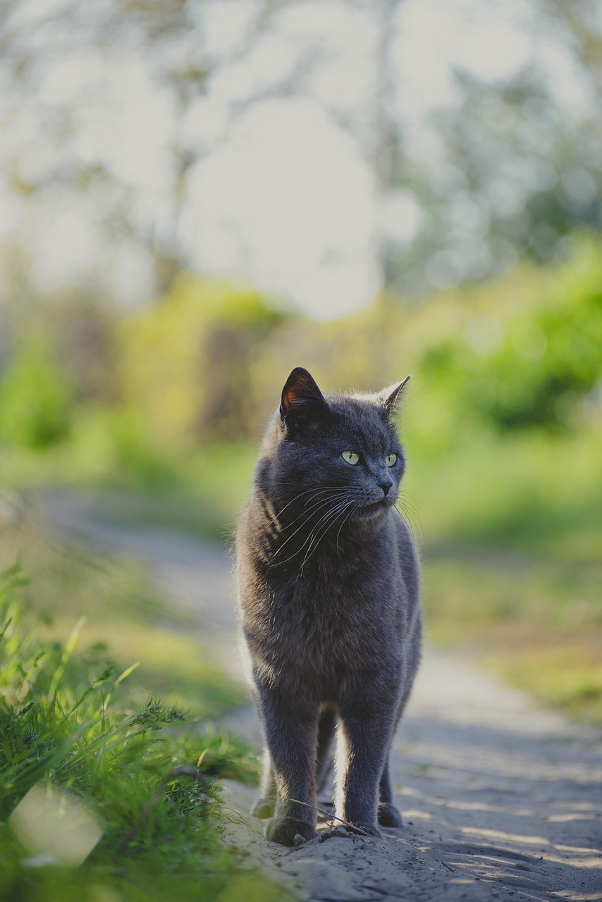 A Happy and Healthy Feline