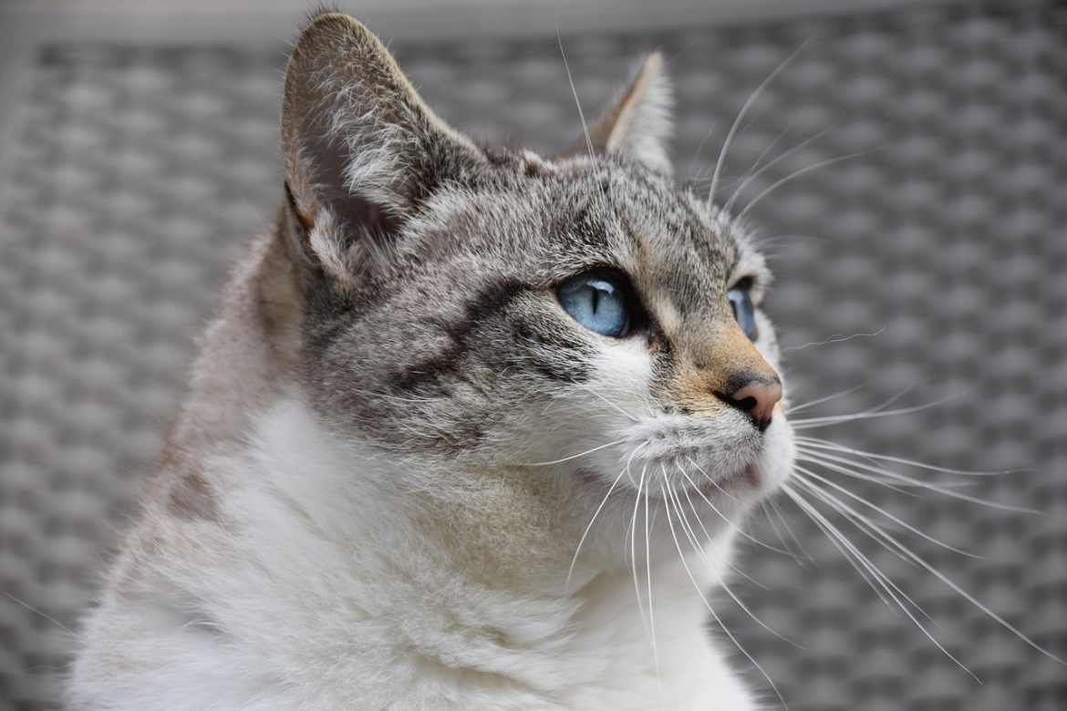 Purr-fectly Routine: A Day in the Life of Indoor Cats