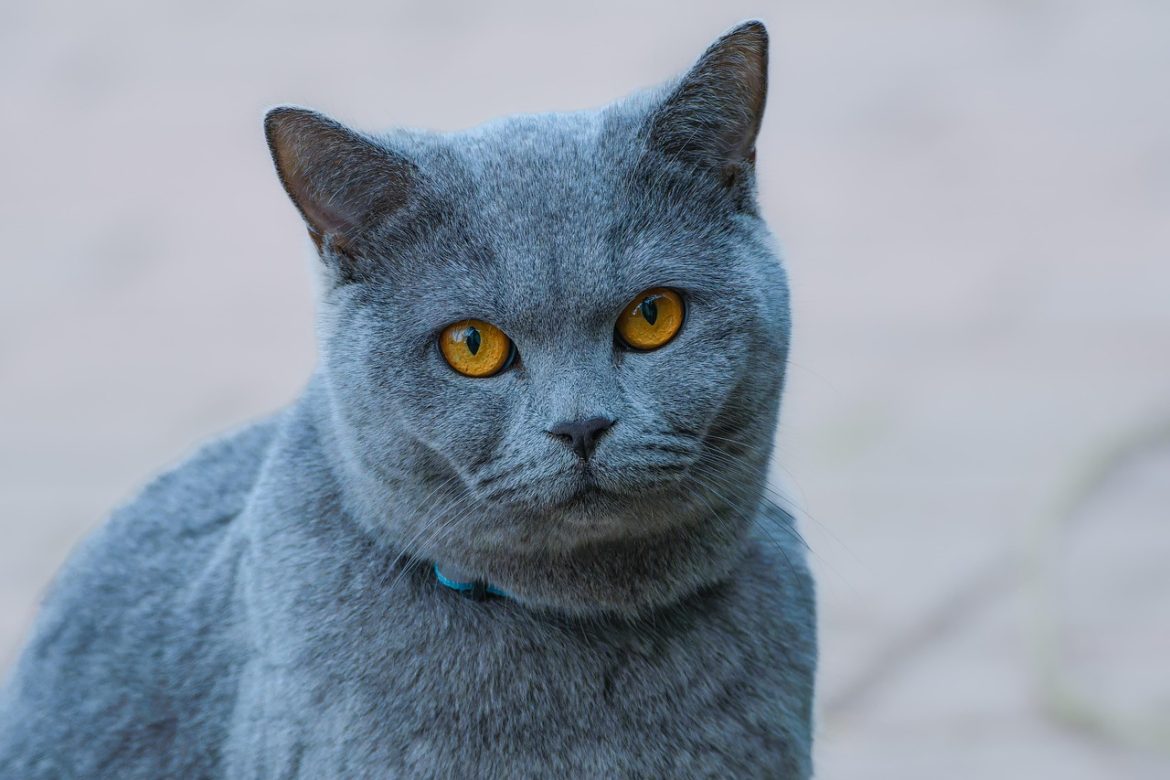Ensuring a Happy and Healthy Feline Companion