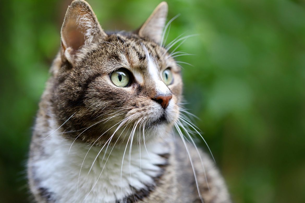 Ultimate Guide to New Cat Care