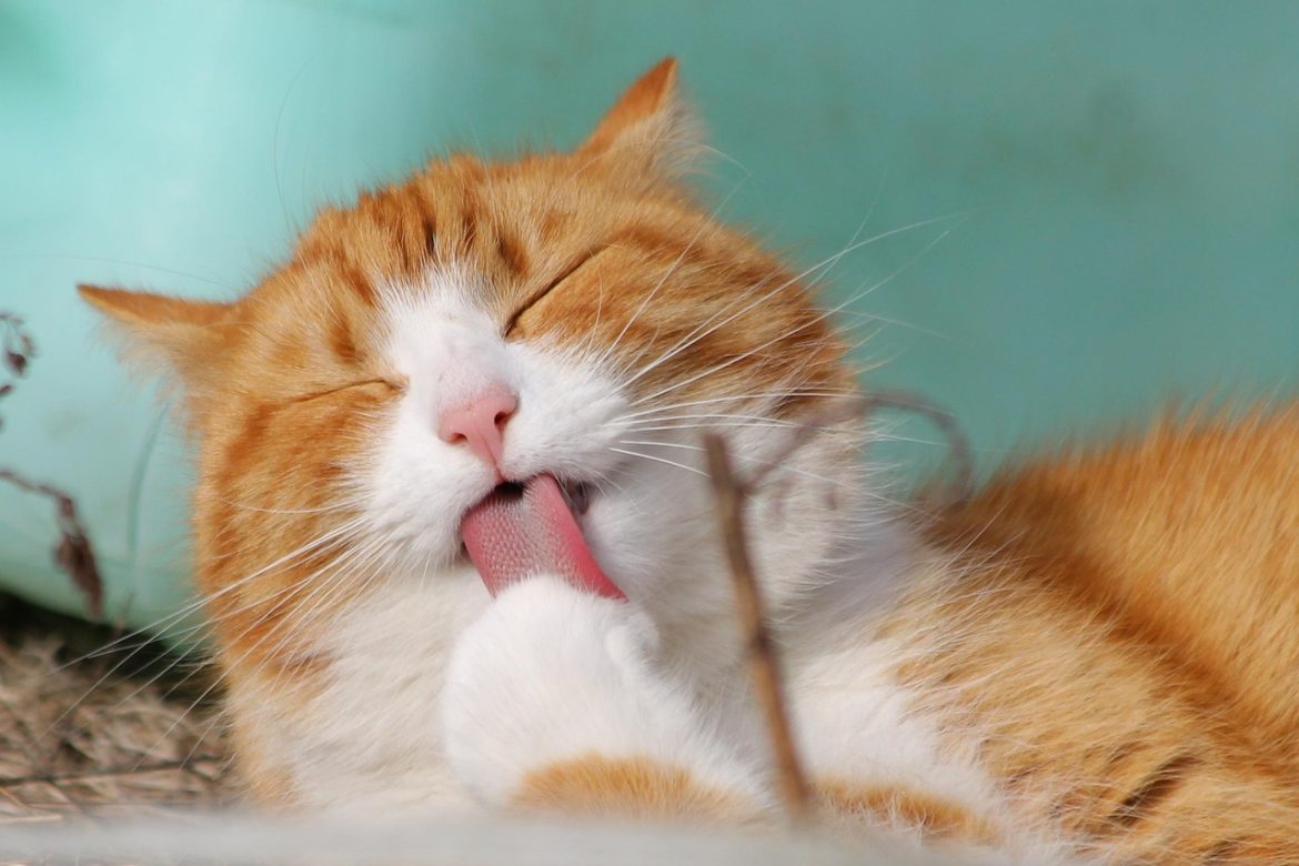 Ultimate Guide to Indoor Cat Care: A Beginner's Checklist