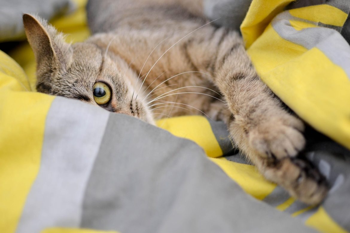 Purrfectly Purr-sistent: Unveiling the Secret Lives of Indoor Felines