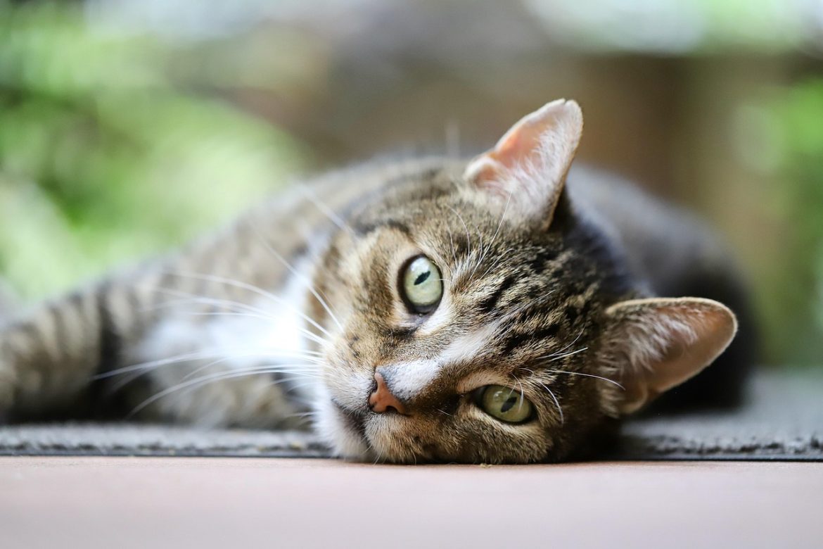 Essential Cat Grooming Secrets