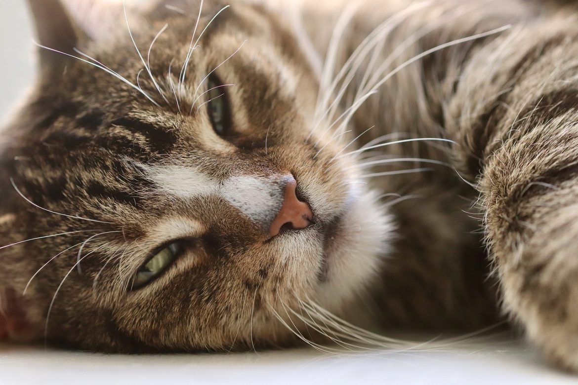 Avoid These Common Cat Care Mistakes