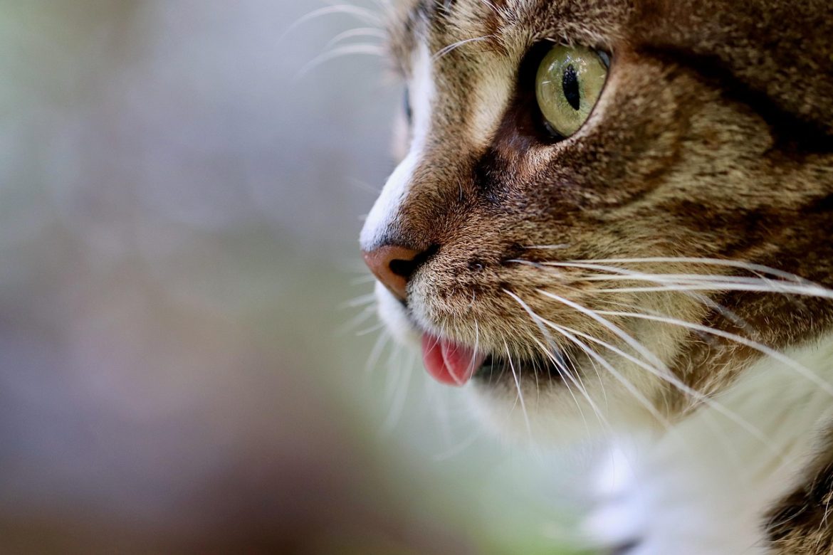 Cat Grooming Made Easy