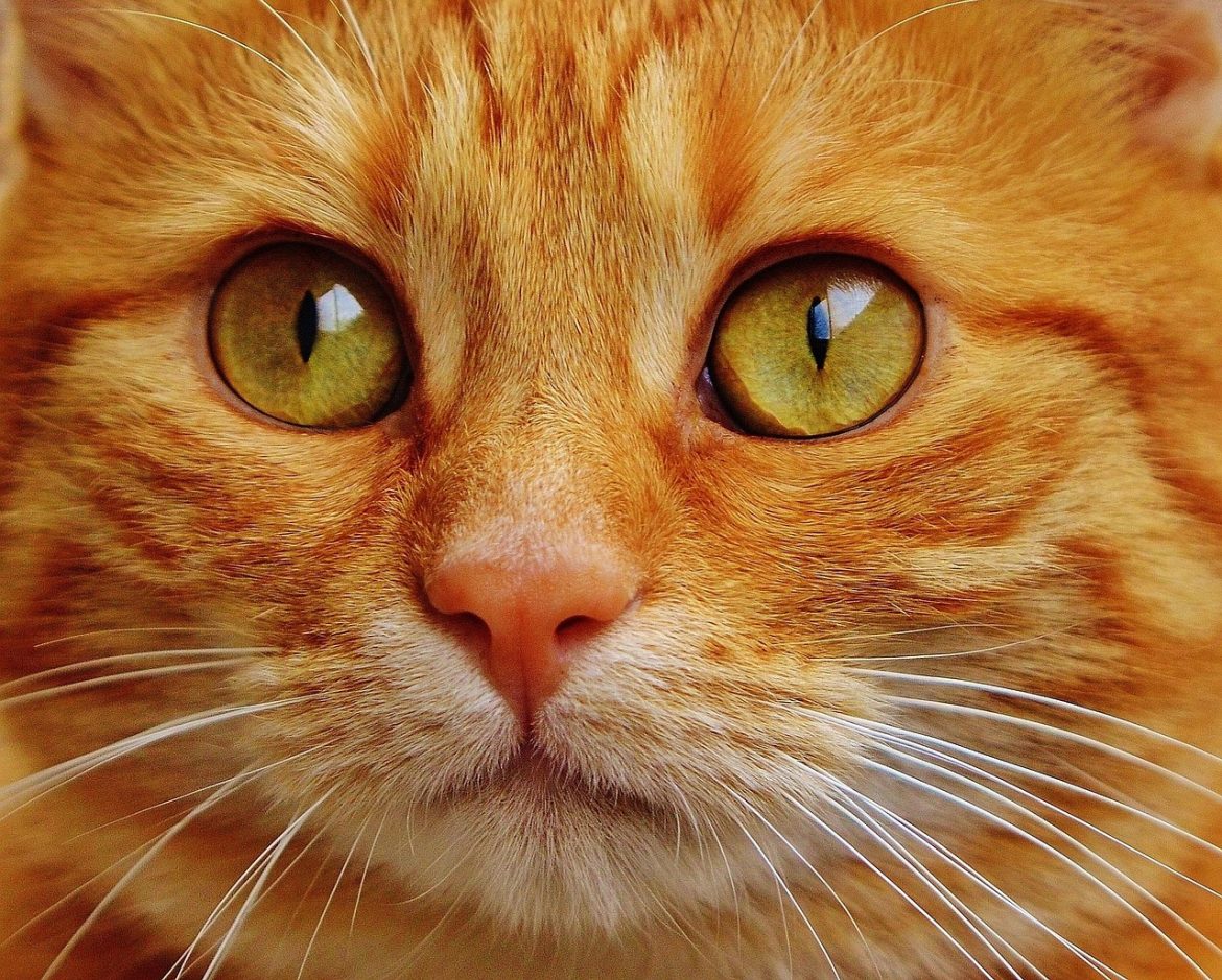 The Ultimate Cat Owner's Guide