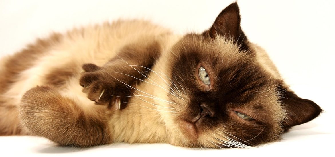 Easy Cat Grooming: How to Keep Your Feline Looking Purrrfect!