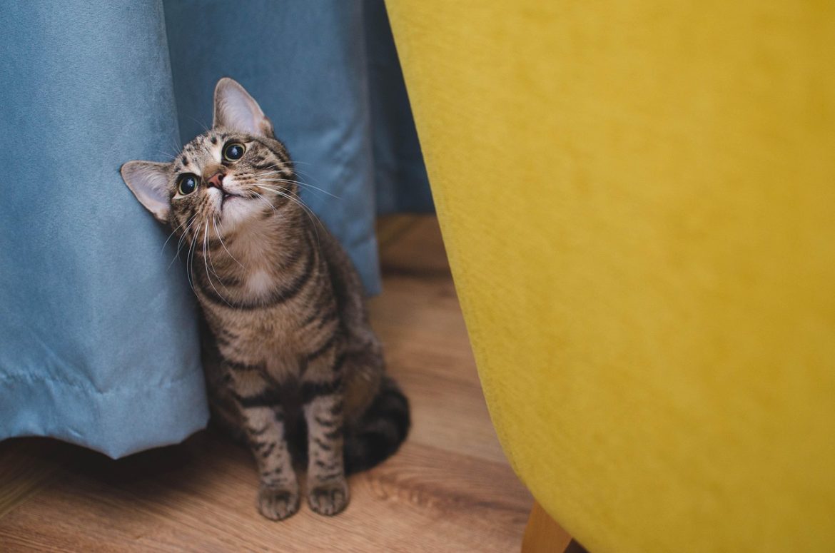 Ensure Your Feline Companion Thrives
