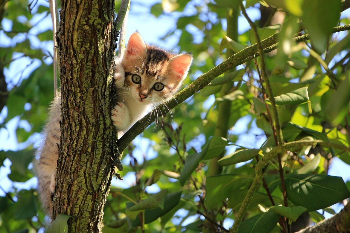 Essential Cat Care Tips