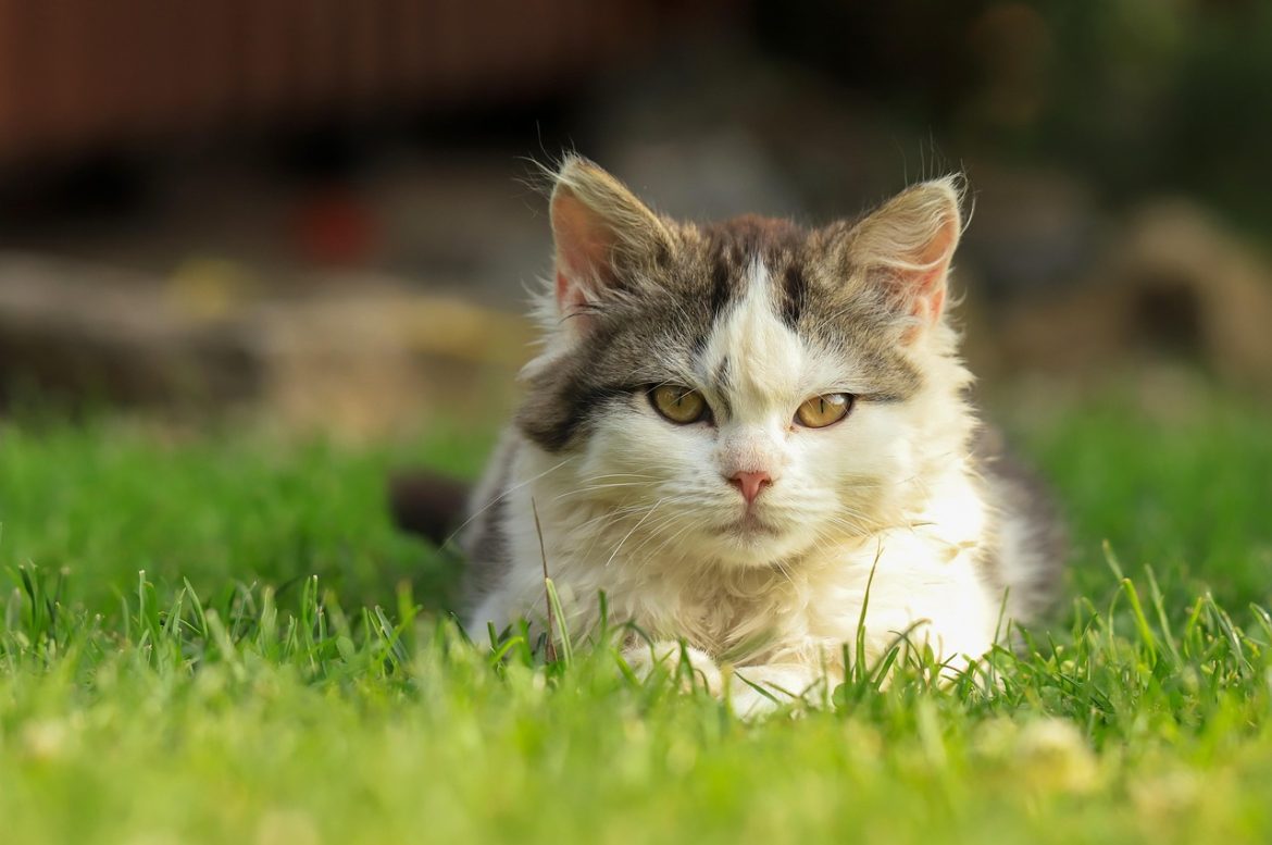 Ensuring a Happy Feline Companion