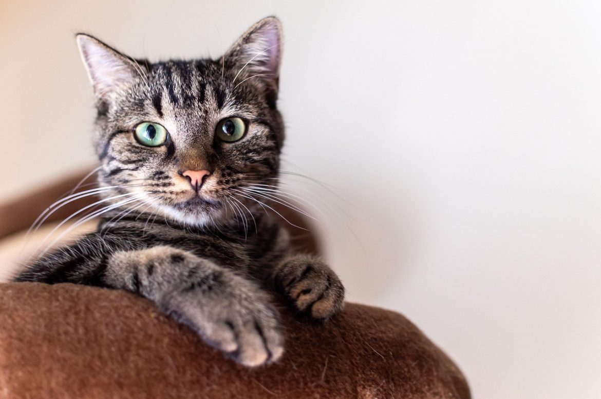 Mastering Feline Freshness: Essential Hygiene Tips for New Cat Owners