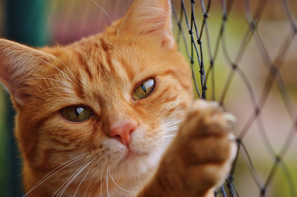 the Key to a Happy Feline